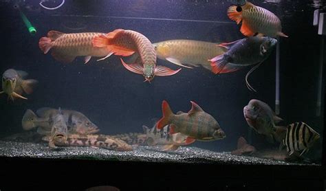 龍魚混養|【龍魚可以和什麼魚混養】驚！龍魚竟能和這些魚兒和睦相處？揭。